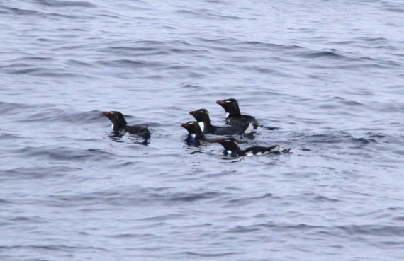 OTL29-25, Day 2, IMG_2945 © Unknown photographer - Oceanwide Expeditions.JPG