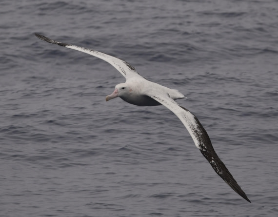 OTL29-25, Day 2, Wanderer1 © Unknown photographer - Oceanwide Expeditions.JPG