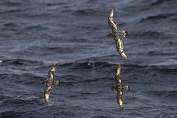 OTL29-25, Day 3, Cape Petrel 1 © Sara Jenner - Oceanwide Expeditions.jpg