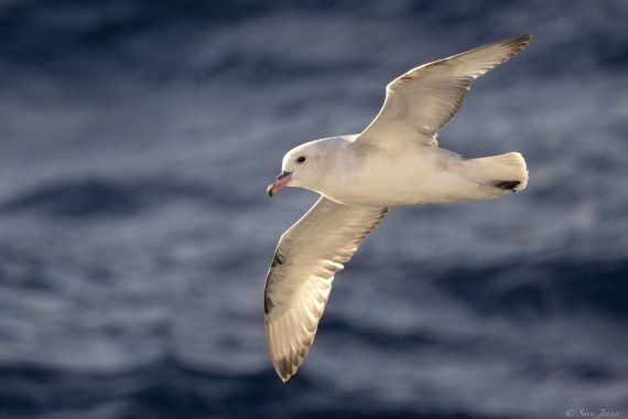 OTL29-25, Day 3, Fulmar 1 © Sara Jenner - Oceanwide Expeditions.jpg