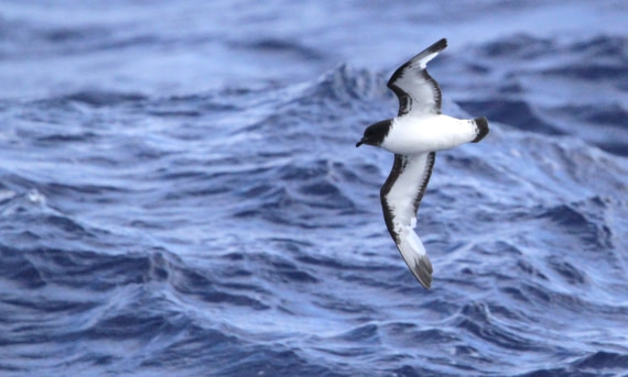 OTL29-25, Day 3, IMG_3059 © Unknown photographer - Oceanwide Expeditions.JPG