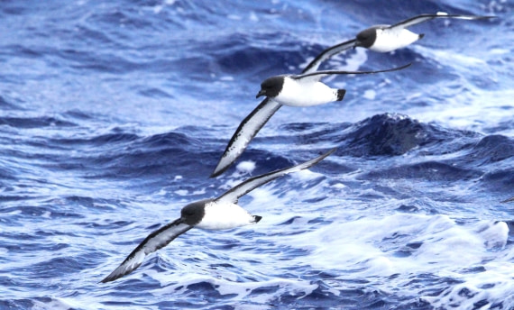 OTL29-25, Day 3, IMG_3095 © Unknown photographer - Oceanwide Expeditions.JPG