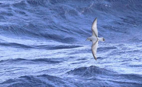 OTL29-25, Day 3, IMG_3173 © Unknown photographer - Oceanwide Expeditions.JPG