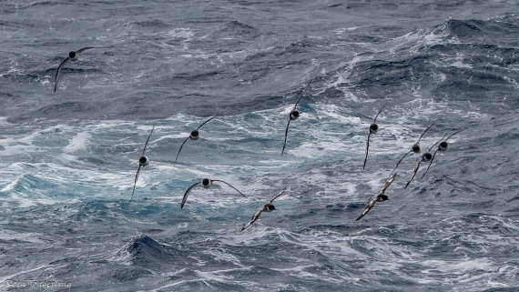 OTL29-25, Day 3, IMG_7513 © Koen Jongerling - Oceanwide Expeditions.jpg