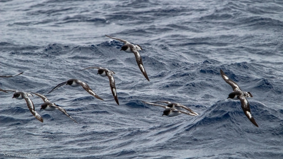 OTL29-25, Day 3, IMG_7517 © Koen Jongerling - Oceanwide Expeditions.jpg