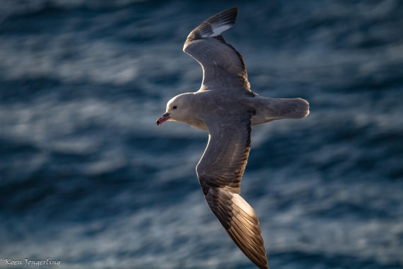 OTL29-25, Day 3, IMG_7538 © Koen Jongerling - Oceanwide Expeditions.jpg