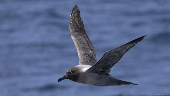 OTL29-25, Day 3, Light mantled albatross © Sara Jenner - Oceanwide Expeditions.jpg