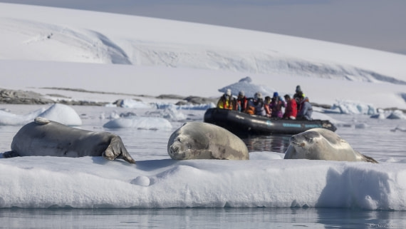 OTL29-25, Day 4, Crabeater 2 © Sara Jenner - Oceanwide Expeditions.jpg