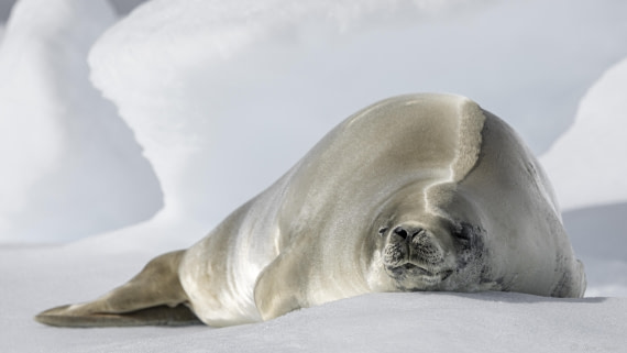 OTL29-25, Day 4, Crabeater 3 © Sara Jenner - Oceanwide Expeditions.jpg