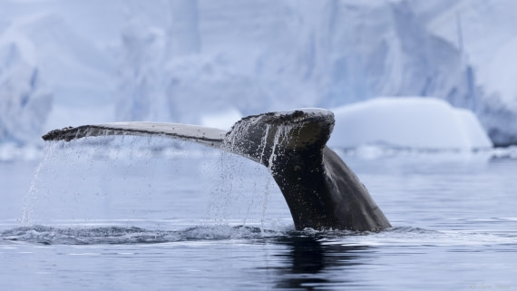 OTL29-25, Day 4, Humpback 1 © Sara Jenner - Oceanwide Expeditions.jpg