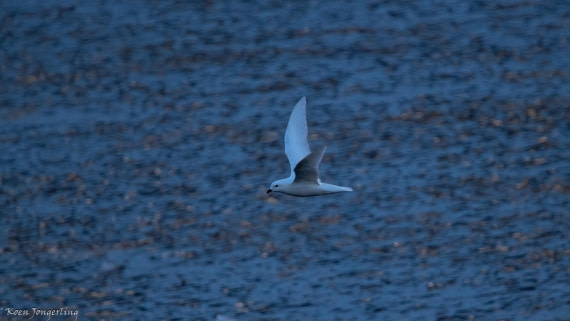 OTL29-25, Day 4, IMG_7570 © Koen Jongerling - Oceanwide Expeditions.jpg