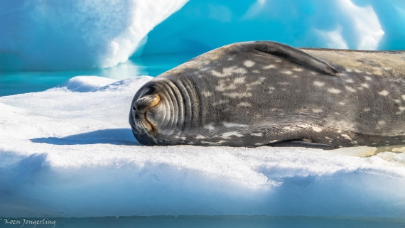 OTL29-25, Day 4, IMG_7584 © Koen Jongerling - Oceanwide Expeditions.jpg