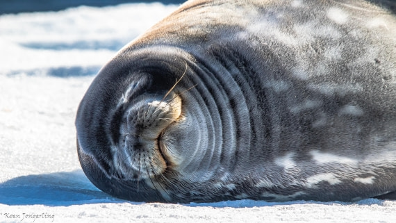 OTL29-25, Day 4, IMG_7592 © Koen Jongerling - Oceanwide Expeditions.jpg