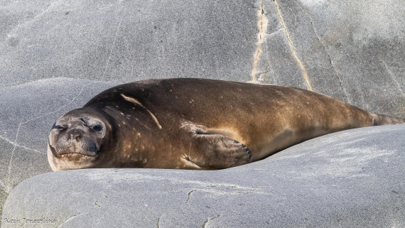 OTL29-25, Day 4, IMG_7610 © Koen Jongerling - Oceanwide Expeditions.jpg