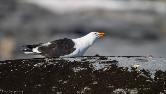 OTL29-25, Day 4, IMG_7617 © Koen Jongerling - Oceanwide Expeditions.jpg