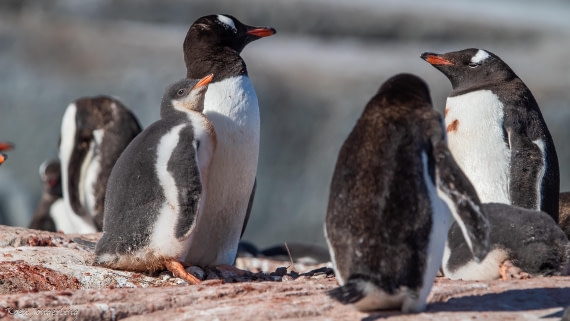 OTL29-25, Day 4, IMG_7627 © Koen Jongerling - Oceanwide Expeditions.jpg