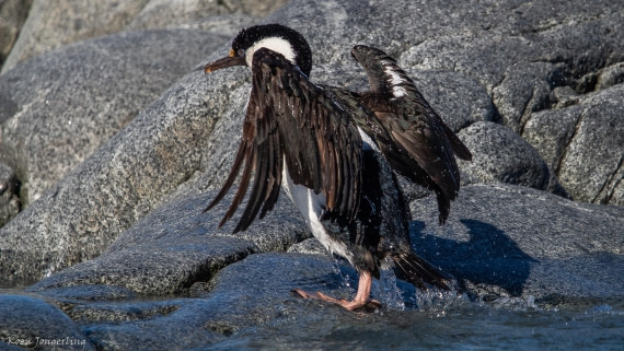 OTL29-25, Day 4, IMG_7634 © Koen Jongerling - Oceanwide Expeditions.jpg