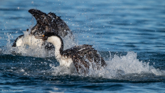 OTL29-25, Day 4, IMG_7635 © Koen Jongerling - Oceanwide Expeditions.jpg