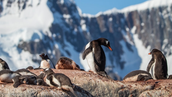 OTL29-25, Day 4, IMG_7650 © Koen Jongerling - Oceanwide Expeditions.jpg