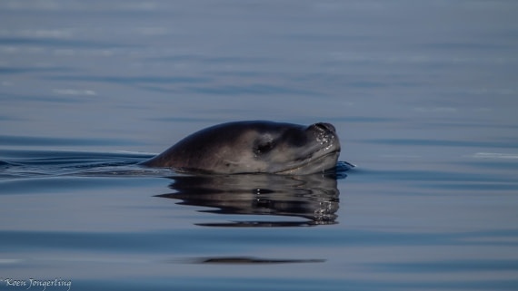 OTL29-25, Day 4, IMG_7674 © Koen Jongerling - Oceanwide Expeditions.jpg