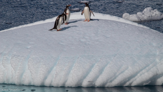 OTL29-25, Day 4, IMG_7703 © Koen Jongerling - Oceanwide Expeditions.jpg