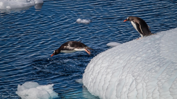 OTL29-25, Day 4, IMG_7705 © Koen Jongerling - Oceanwide Expeditions.jpg