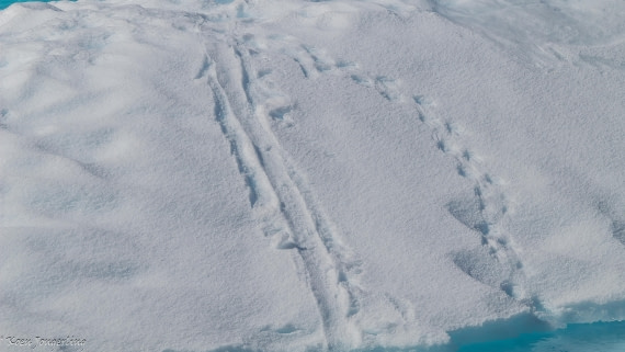 OTL29-25, Day 4, IMG_7717 © Koen Jongerling - Oceanwide Expeditions.jpg