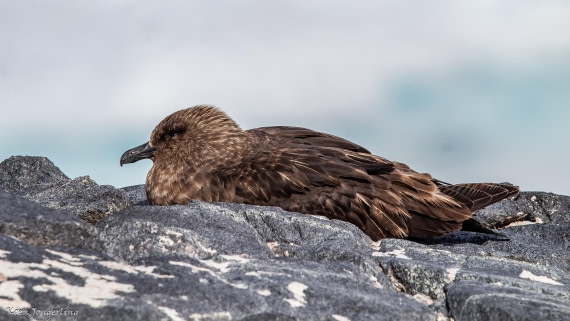 OTL29-25, Day 4, IMG_7734 © Koen Jongerling - Oceanwide Expeditions.jpg