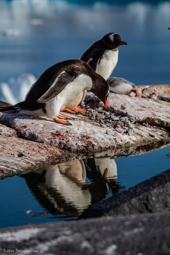 OTL29-25, Day 4, IMG_7792 © Koen Jongerling - Oceanwide Expeditions.jpg