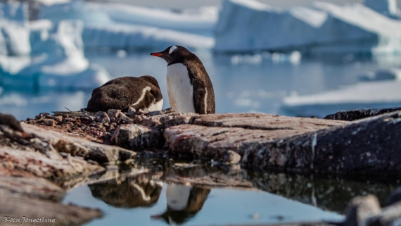 OTL29-25, Day 4, IMG_7797 © Koen Jongerling - Oceanwide Expeditions.jpg