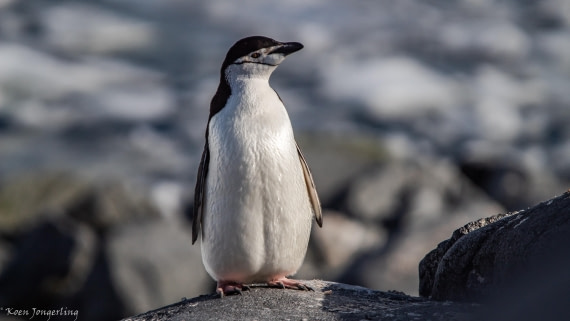 OTL29-25, Day 4, IMG_7802 © Koen Jongerling - Oceanwide Expeditions.jpg