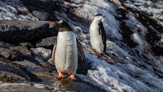 OTL29-25, Day 4, IMG_7803 © Koen Jongerling - Oceanwide Expeditions.jpg