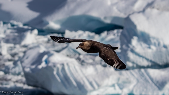 OTL29-25, Day 4, IMG_7807 © Koen Jongerling - Oceanwide Expeditions.jpg