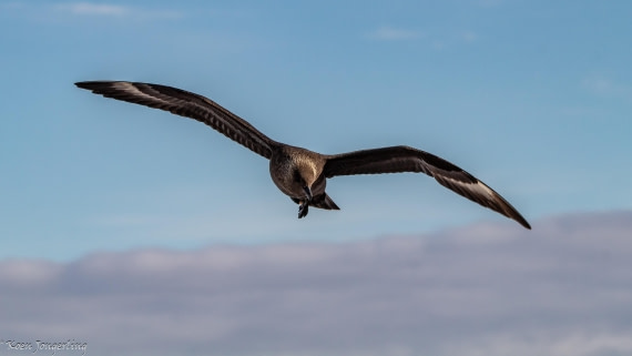 OTL29-25, Day 4, IMG_7819 © Koen Jongerling - Oceanwide Expeditions.jpg