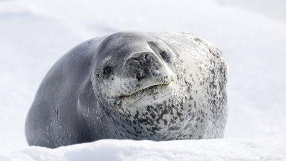 OTL29-25, Day 4, Leopard Seal 2 © Sara Jenner - Oceanwide Expeditions.jpg