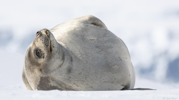 OTL29-25, Day 4, Weddell Seal_ © Sara Jenner - Oceanwide Expeditions.jpg