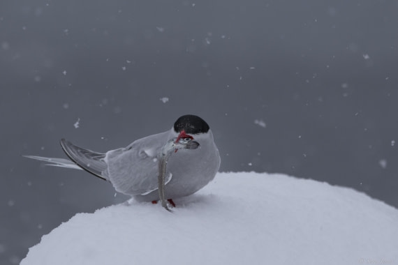 OTL29-25, Day 5, Antarctic tern © Sara Jenner - Oceanwide Expeditions.jpg