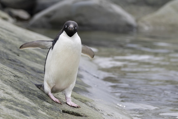 OTL29-25, Day 5, Adelie at shoreline © Sara Jenner - Oceanwide Expeditions.jpg