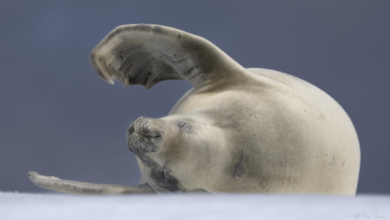 OTL29-25, Day 5, Crabeater seal 1 © Sara Jenner - Oceanwide Expeditions.jpg