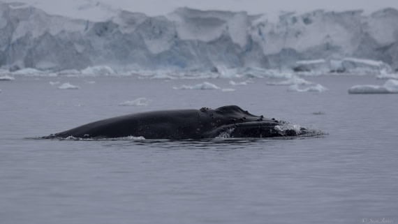 OTL29-25, Day 5, Humpback 1 (2) © Sara Jenner - Oceanwide Expeditions.jpg