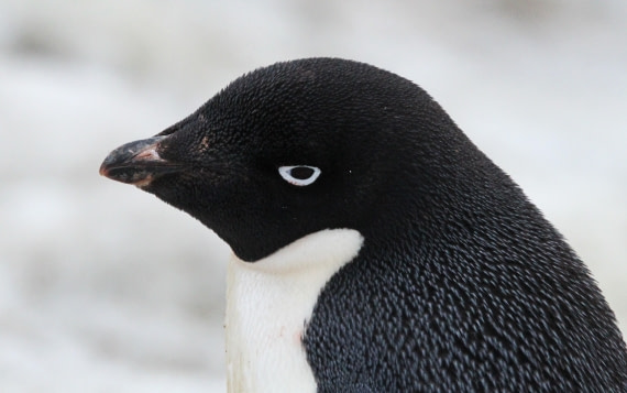 OTL29-25, Day 5, IMG_3280 © Unknown photographer - Oceanwide Expeditions.JPG