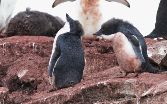 OTL29-25, Day 5, IMG_3366 © Unknown photographer - Oceanwide Expeditions.JPG