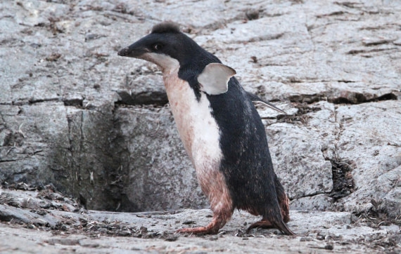 OTL29-25, Day 5, IMG_3539 © Unknown photographer - Oceanwide Expeditions.JPG