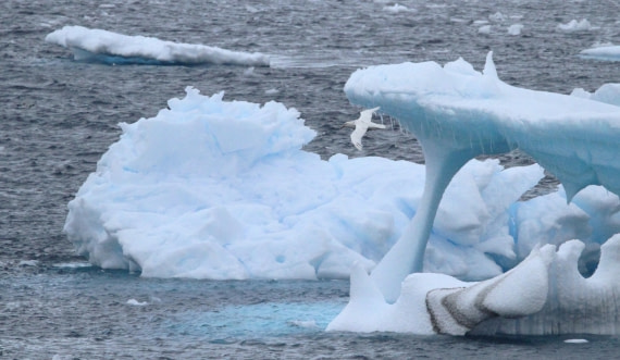 OTL29-25, Day 5, IMG_3619 © Unknown photographer - Oceanwide Expeditions.JPG