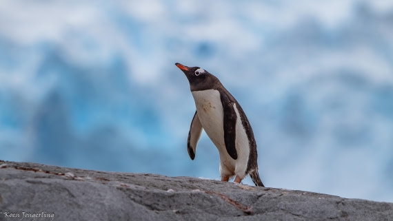 OTL29-25, Day 5, IMG_7858 © Koen Jongerling - Oceanwide Expeditions.jpg