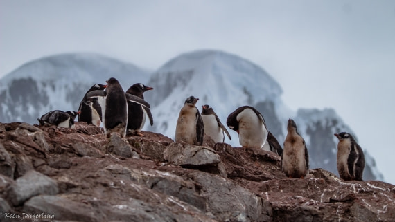 OTL29-25, Day 5, IMG_7861 © Koen Jongerling - Oceanwide Expeditions.jpg