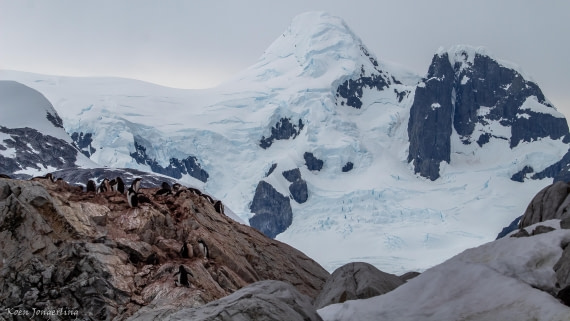 OTL29-25, Day 5, IMG_7882 © Koen Jongerling - Oceanwide Expeditions.jpg