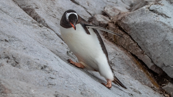 OTL29-25, Day 5, IMG_7891 © Koen Jongerling - Oceanwide Expeditions.jpg