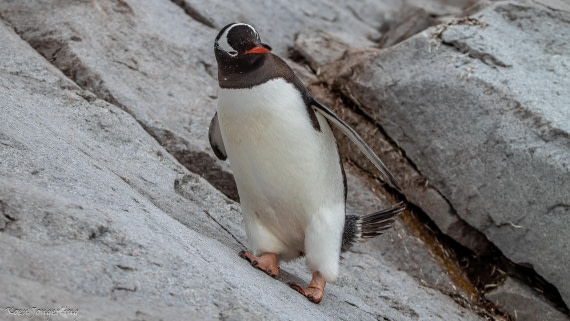 OTL29-25, Day 5, IMG_7892 © Koen Jongerling - Oceanwide Expeditions.jpg