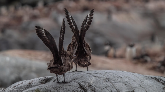 OTL29-25, Day 5, IMG_7902 © Koen Jongerling - Oceanwide Expeditions.jpg